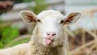 خروف العيد يقتل طفلا في الجزائر