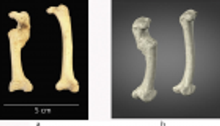 عظام دجاجة في موقع أثري أردني تثير اهتمام علماء فرنسيين 