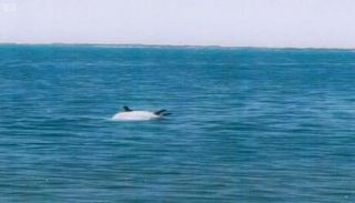 ألغام بحرية قبالة السواحل اليمنية - أرشيفية