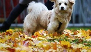 دليل إلكتروني للمناطق المسموح بها اصطحاب حيوانات أليفة بإسبانيا