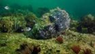 باحثة مصرية تضع خريطة لانتشار الأعشاب البحرية على ساحل البحر المتوسط