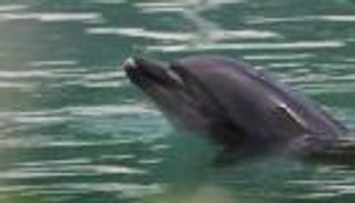 نشطاء يطالبون بإنقاذ الدلافين في اليابان