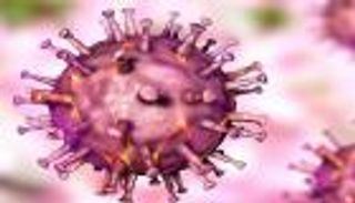 ظهور بؤرة جديدة لحمى الخنازير الأفريقية في الصين