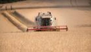 سوريا تسعى لشراء 200 ألف طن من القمح