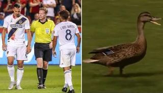 "البطة" وإبراهيموفيتش