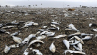 نفوق آلاف الأسماك في كاليفورنيا بسبب ارتفاع درجات الحرارة