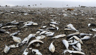 نفوق آلاف الأسماك في كاليفورنيا 