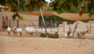 "حديقة حيوانات العين" الأكبر في الشرق الأوسط