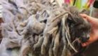 بالصور.. قط يتحول إلى "بوب مارلي" بسبب شعره