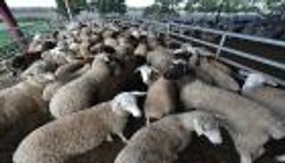 الدوحة تبيع حصتها في شركة أسترالية نتيجة أزمة قطر الاقتصادية