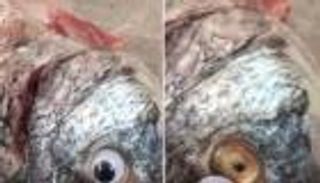 إغلاق متجر في الكويت يبيع أسماكا بعدسات لاصقة