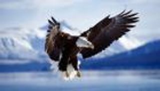 العالم يحتفي بيوم النسور مع مخاوف من شبح الانقراض
