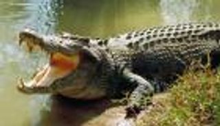 تمساح يلتهم امرأة مع طفلها الرضيع