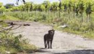 حفل عشاء خيري بإيطاليا يجمع تبرعات لإعادة تأهيل كلبة