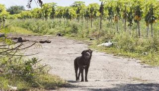 حفل عشاء خيري بإيطاليا يجمع تبرعات مادية لإعادة تأهيل كلبة