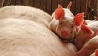 اليابان تعدم 546 خنزيرا لمواجهة انتشار الحمى