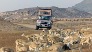 منتزه الحياة البرية العربية تجربة ممتعة بين أحضان الطبيعة بأبوظبي