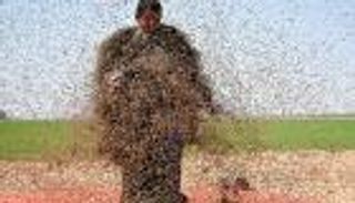 سعودي يحاول كسر رقم قياسي بتغطية نفسه بالنحل