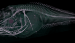 بالفيديو.. اكتشاف أسماك تشبه الأشباح في المحيط الهادئ