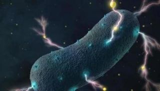 بكتيريا الأمعاء تولد الكهرباء 