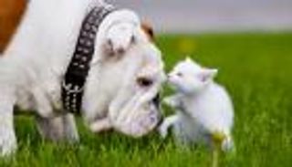 أمريكا تحظر أكل الكلاب والقطط بعدما كان قانونيا في 44 ولاية