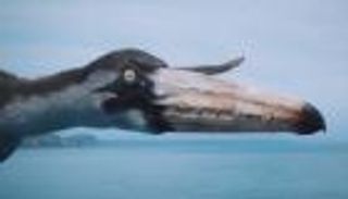 حفريات قديمة تكشف تورط الإنسان في انقراض الطيور الكبيرة