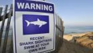 للمرة الأولى منذ 1936.. قرش يقتل شخصا في "ماساتشوستس" الأمريكية