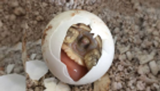 ولادة أولى سلاحف “السيلكاتا” الأفريقية بحديقة التماسيح المغربية