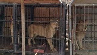 الأسود المصادرة في مصر