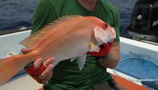 قناة كويست عربية تبحث عن أفضل الصيادين