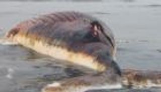 بالصور.. الأمواج تلقي حيوانا بحريا ضخما على السواحل السعودية