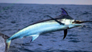 صيادو العالم يتنافسون على صيد السمكة ذات السيف بجنوب فرنسا