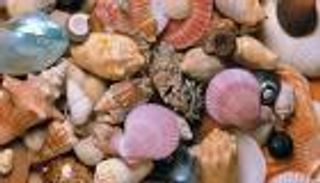 القواقع البحرية قد تحمل علاجا للسرطان