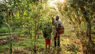 زراعة البن في إثيوبيا