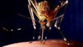 البعوض ينقل جزيئات البلاستيك الملوثة إلى البشر