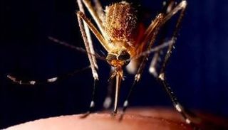 التلوث ينتقل للبشر عبر الحشرات