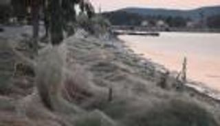 بالفيديو.. شبكة عنكبوتية ضخمة تغطي ساحلا في اليونان