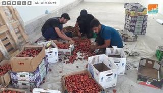 موسم قطف البلح في قطاع غزة