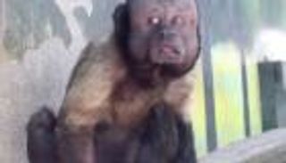 قرد بـ"وجه بشري" يثير ضجة بمواقع التواصل في الصين