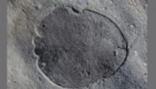 حفريات تحير العلماء قد تكون لأقدم مخلوق على الأرض