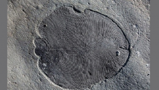 حفريات Holy Grail