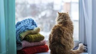 "باريفيل" الإيطالي يدخل موسوعة جينيس كأطول قط في العالم