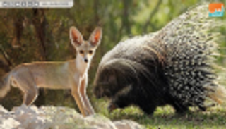 النيص وثعلب روبل آخر اكتشافات "بيئة أبوظبي"