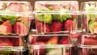 العثور على "التوت ذي الإبر" في نيوزيلاندا بعد أستراليا