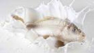 خبير طبي: تناول السمك واللبن لا يؤدي إلى مشكلات صحية