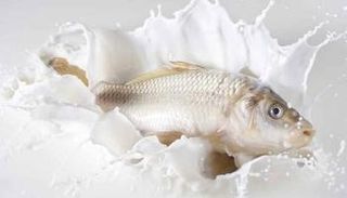 تناول السمك واللبن معا - صورة أرشيفية