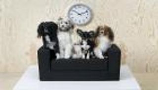 بلدية مدينة العين تسجل بيانات 234 حيوانا أليفا للتعرف عليها حال سرقتها