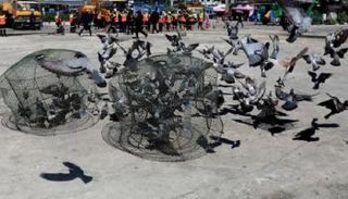 إطعام الحمام في الأماكن العامة - صورة أرشيفية