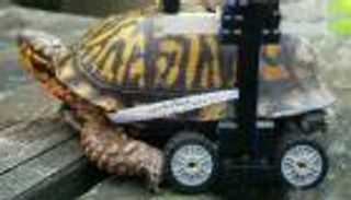 كرسي متحرك من الليجو ينقذ سلحفاة تعاني من الكسور