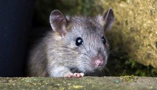 هونج كونج تشهد تفشيا في انتشار القوارض في فترات الصيف والرطوبة